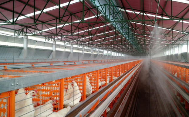 poultry house fogging installation